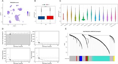 The role of epigenetic regulation in pancreatic ductal adenocarcinoma progression and drug response: an integrative genomic and pharmacological prognostic prediction model